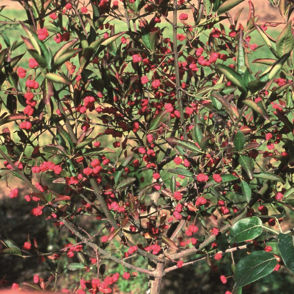 Euonymus hamiltonianus ‘Indian Summer’ Spindle Tree 5038838022593 2